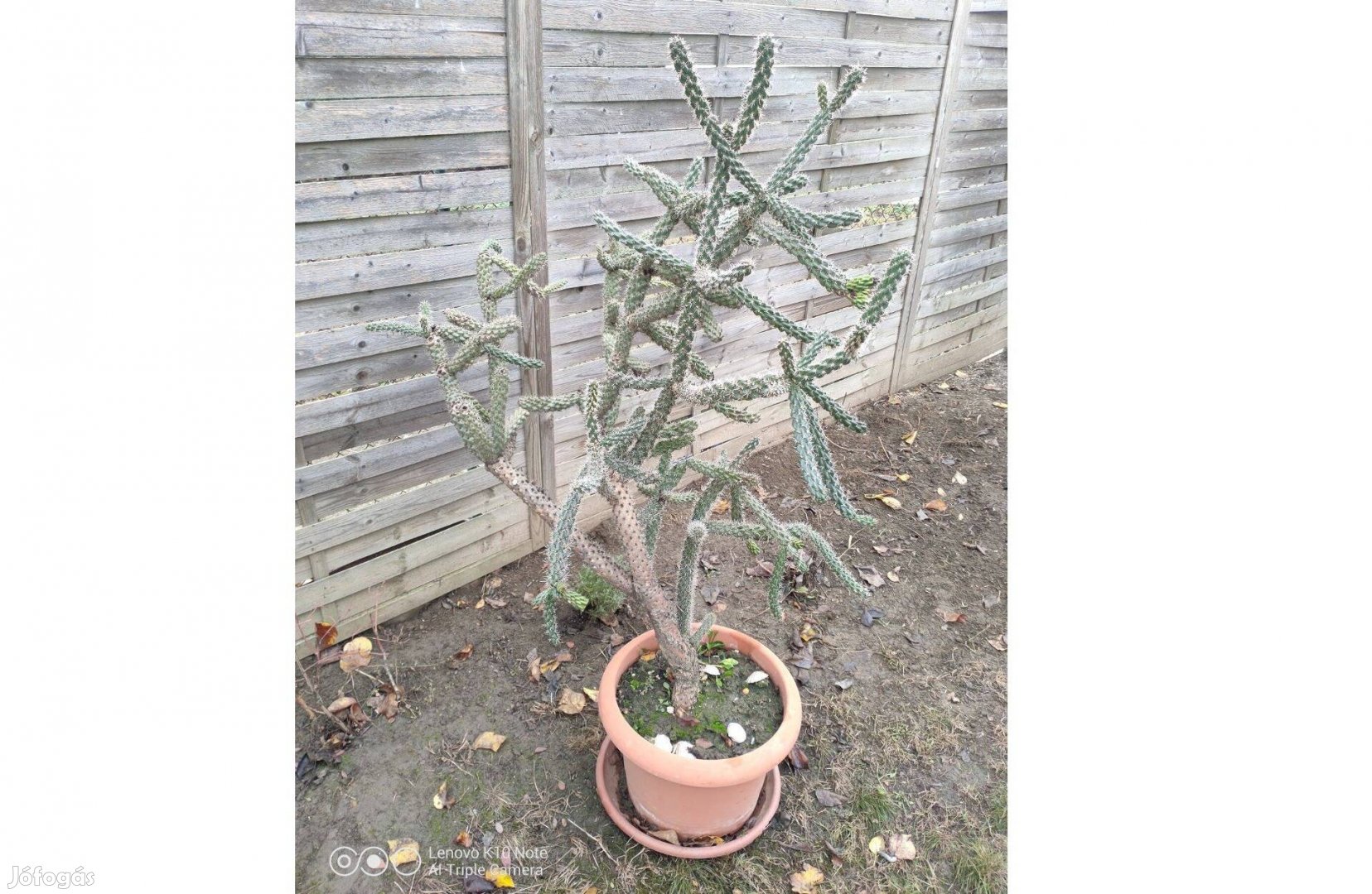 Kaktusz eladó