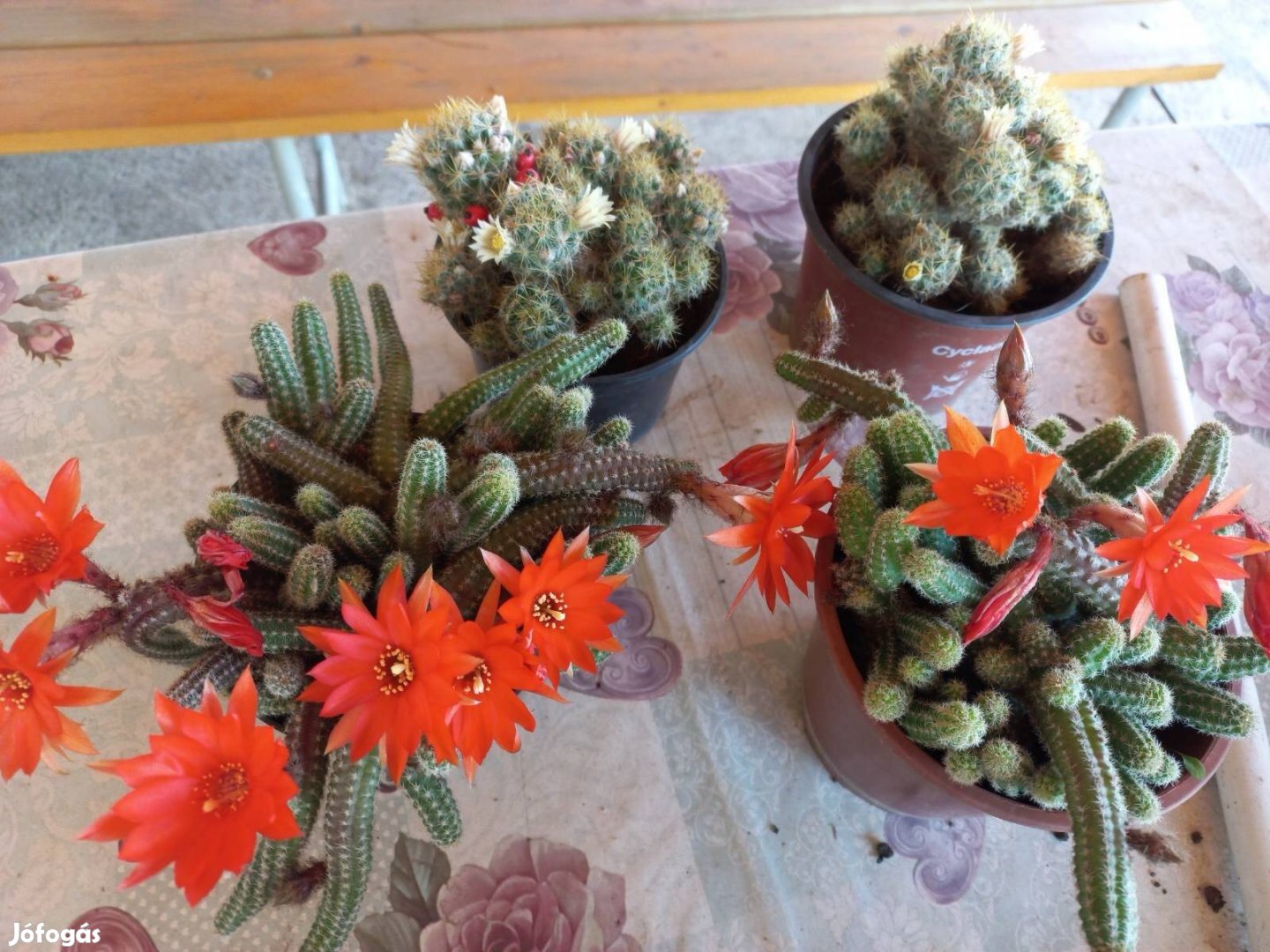 Kaktusz eladó 