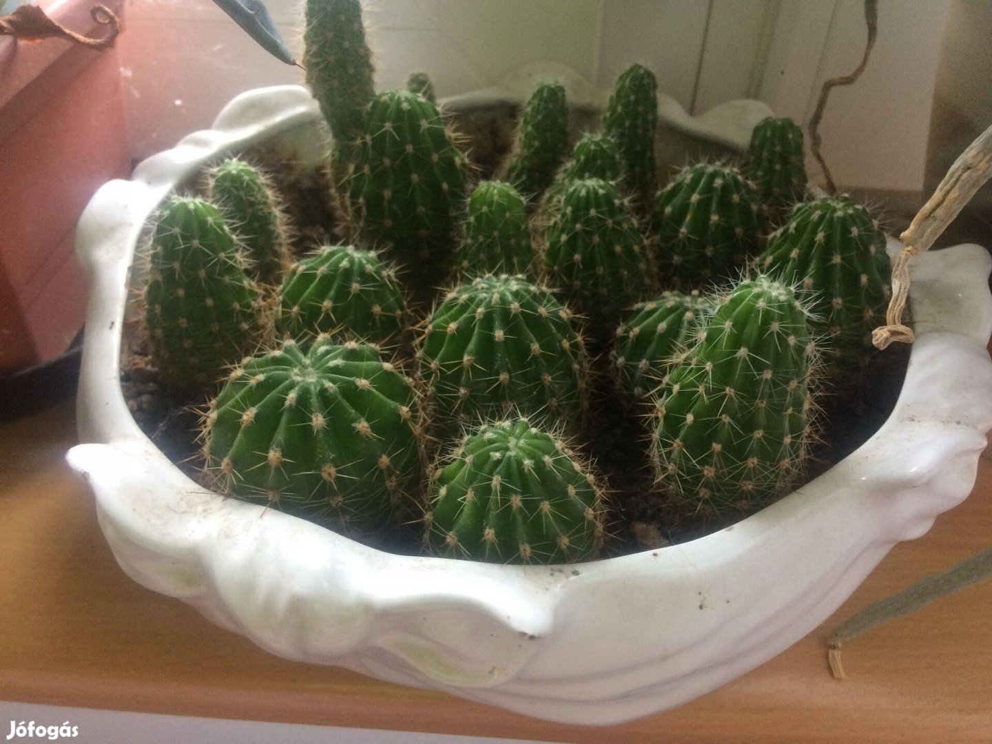 Kaktusz kollekció