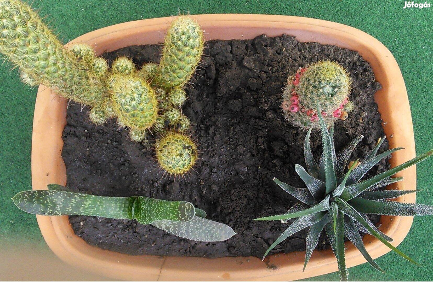 Kaktusz pozsgás virágzó kaktuszok kaspóban kaspó
