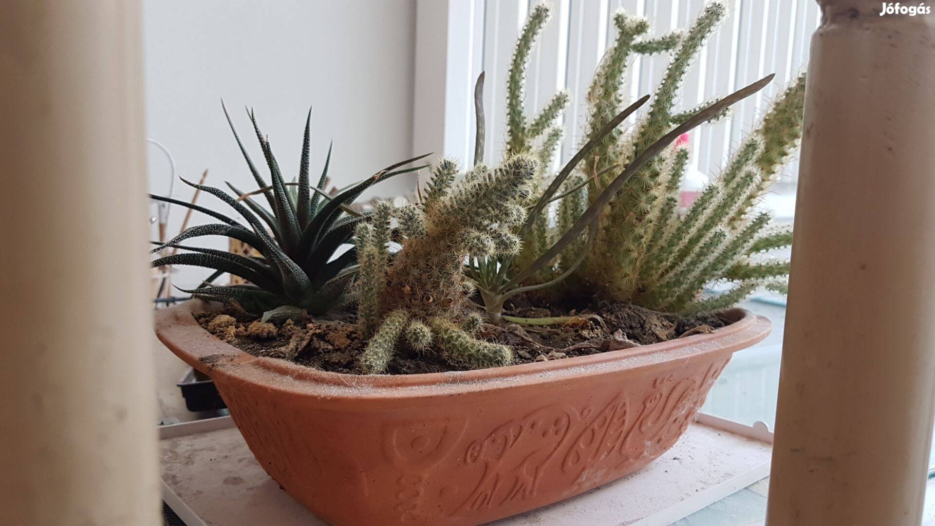 Kaktusz pozsgás virágzó kaktuszok kaspóban kaspó virág