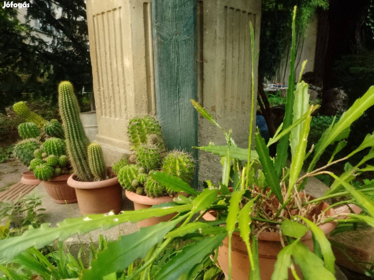 Kaktuszok Zalaegerszegen