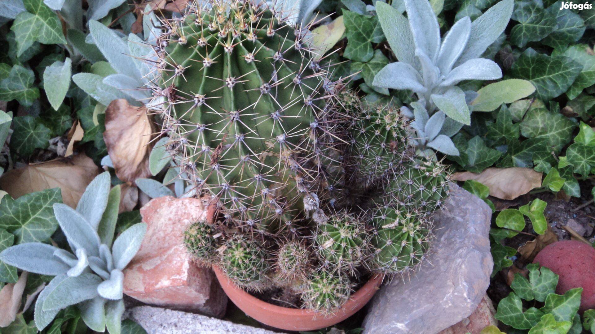 Kaktuszok, különleges fajták