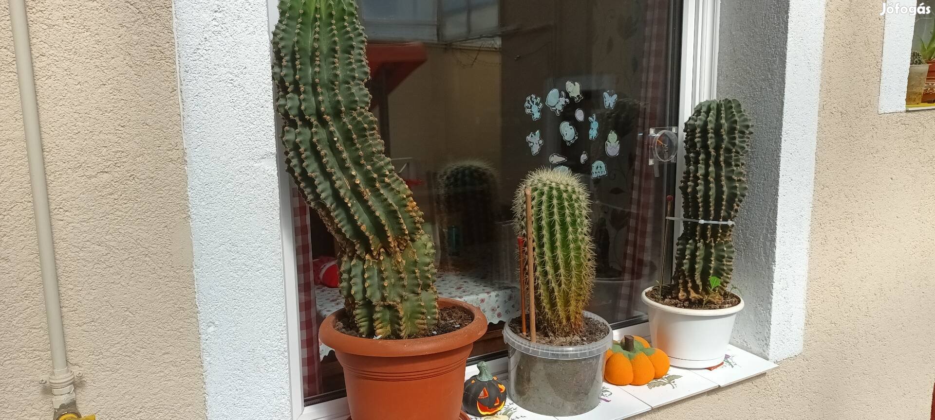 Kaktuszok külön is el adok