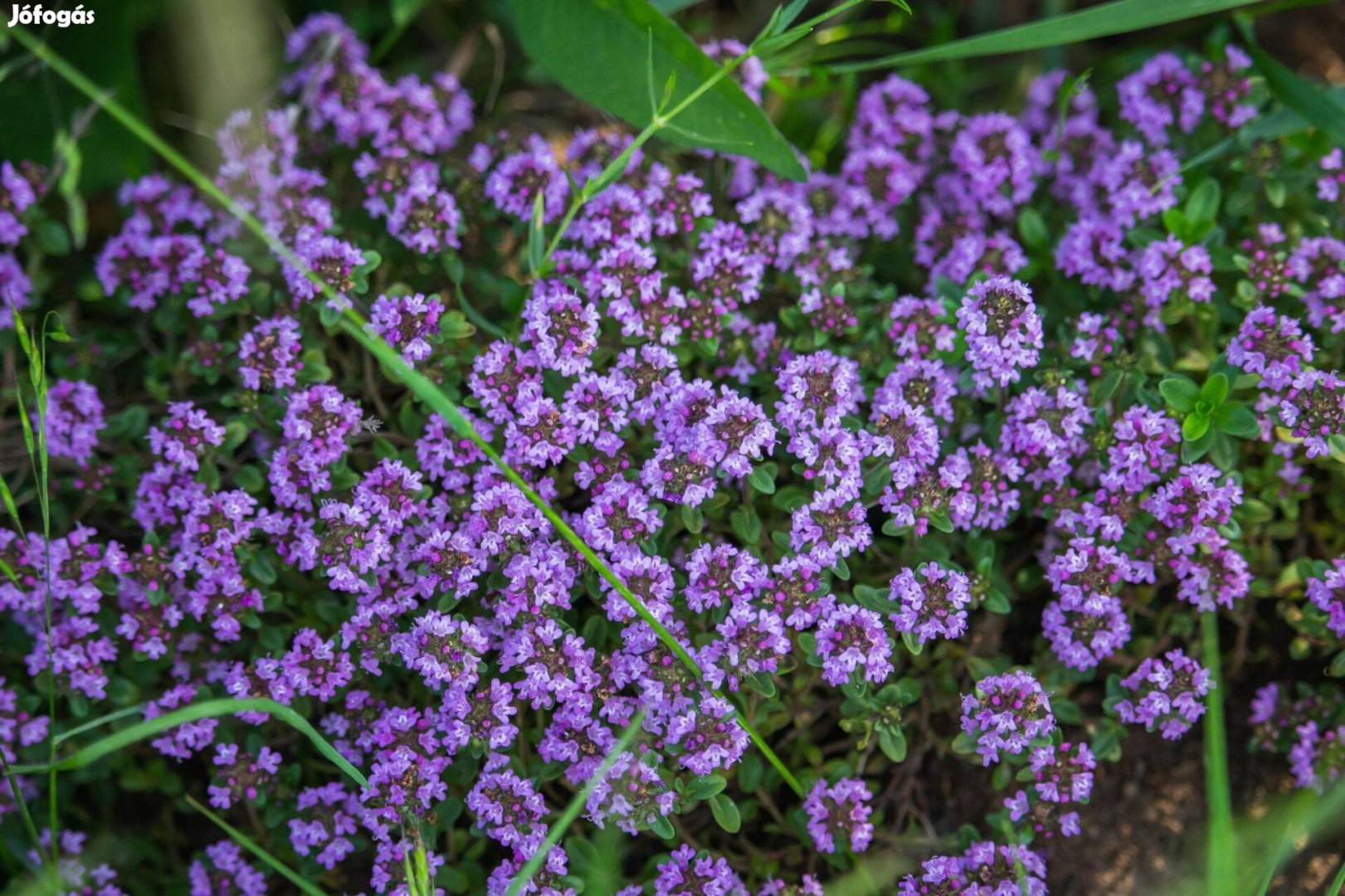 Kakukkfű Thymus serpyllum fűszernövény