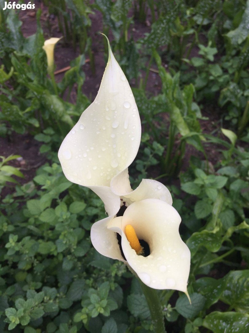 Kála hagyma gumó eladó