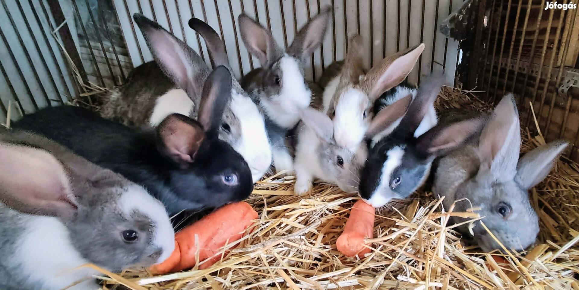 Kaliforniai illetve nagyobb testű házi mix nyulak