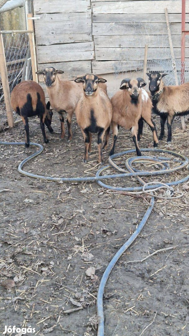 Kamarun juhok új otthont keresnek