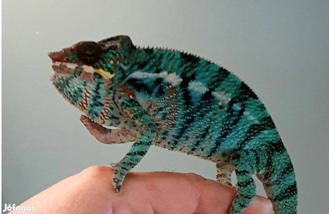 Kaméleon - Párduckaméleon Hímek