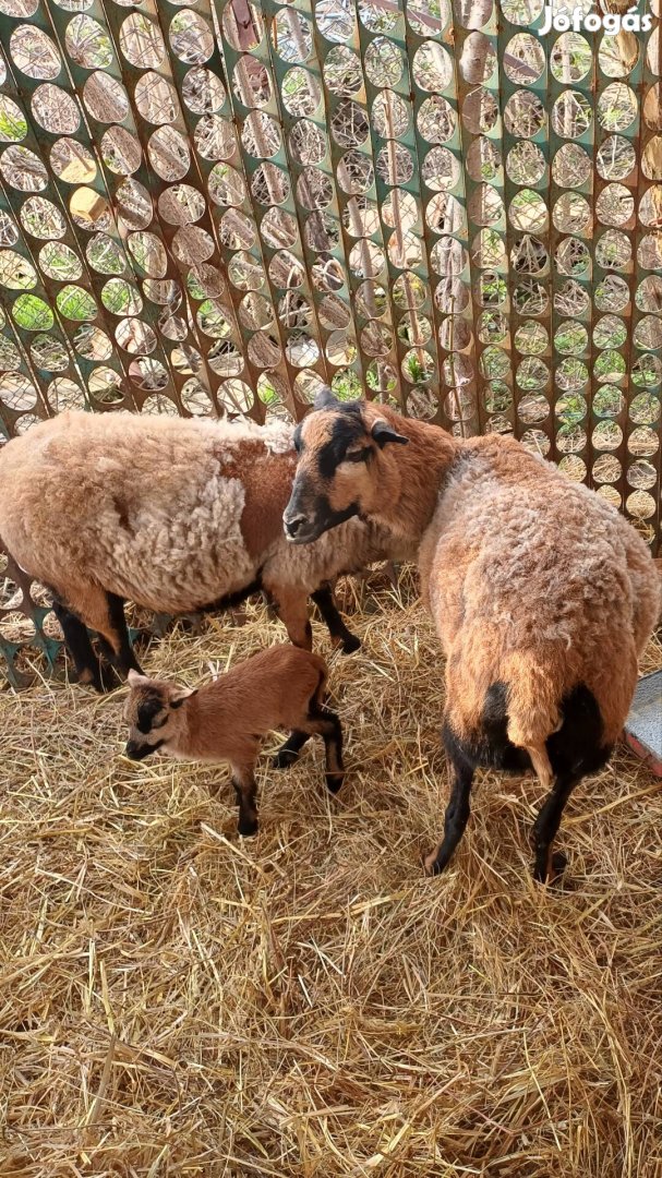 Kameroni anya birkák és bárányok csere érdekel 