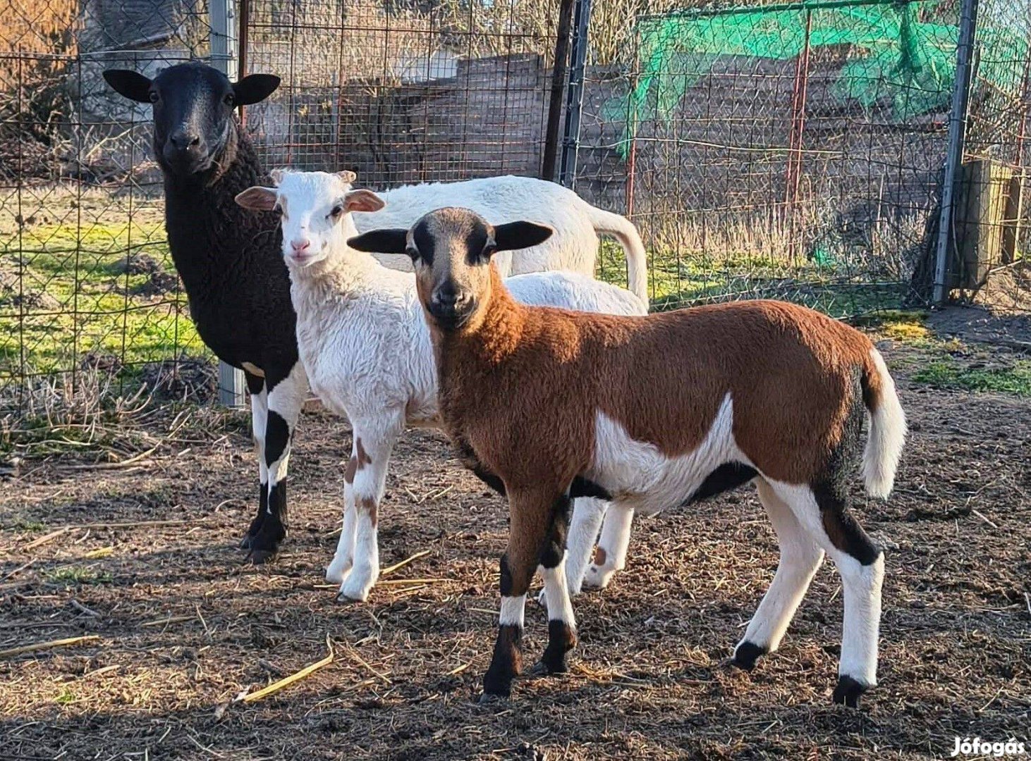 Kameruni X Dorper bárányok eladók