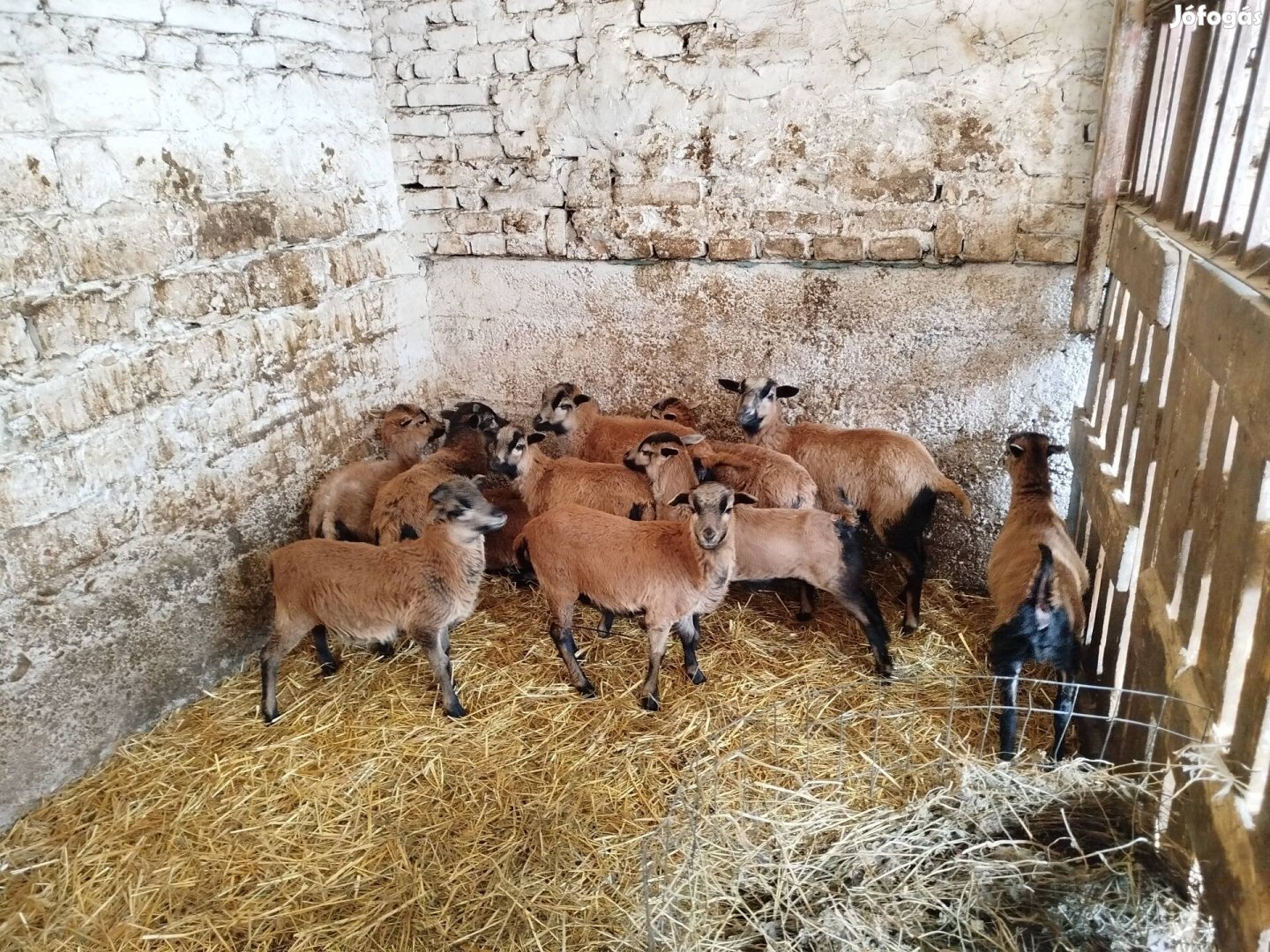 Kameruni anyák, bárányok!