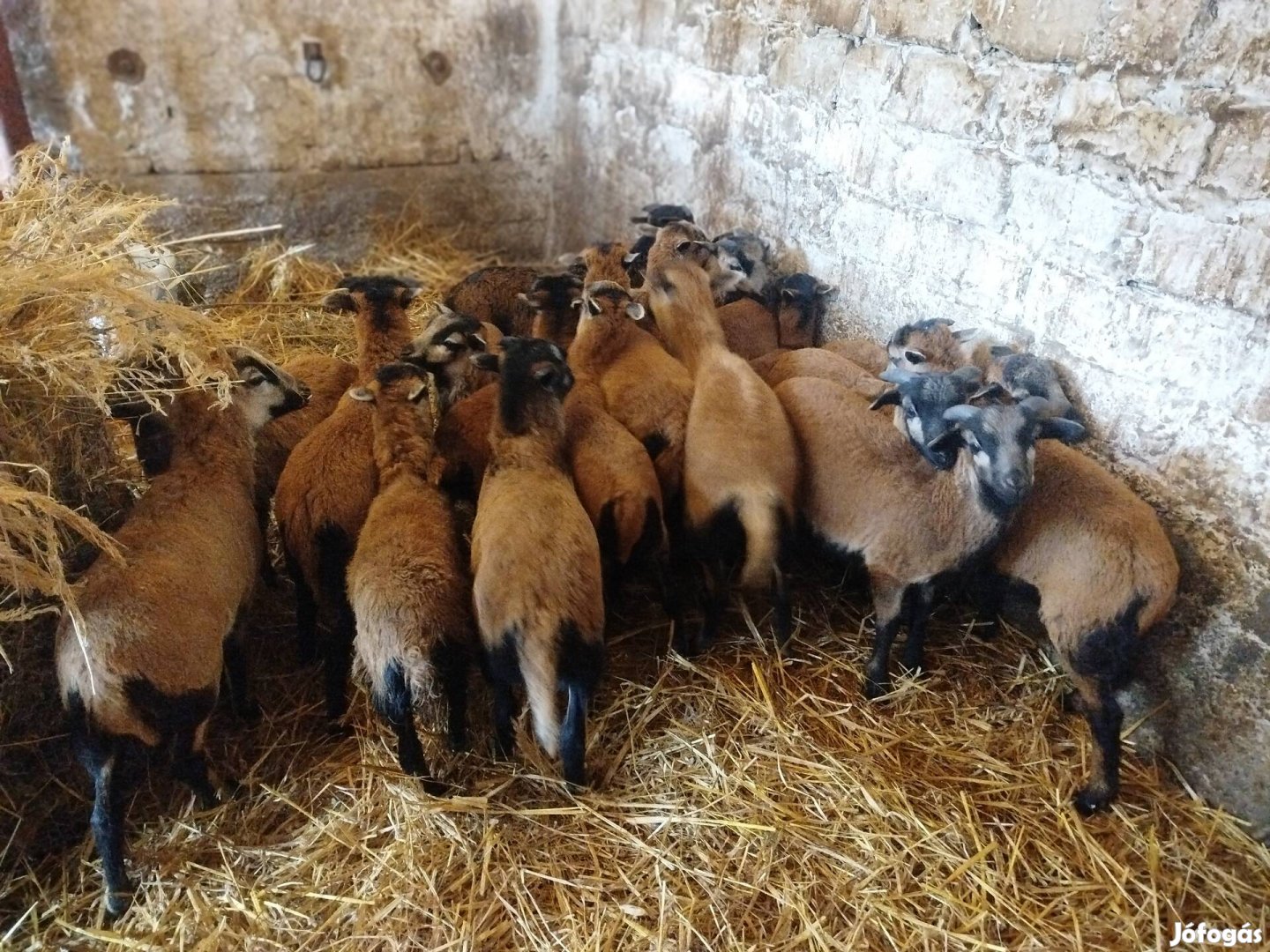 Kameruni bárányok!