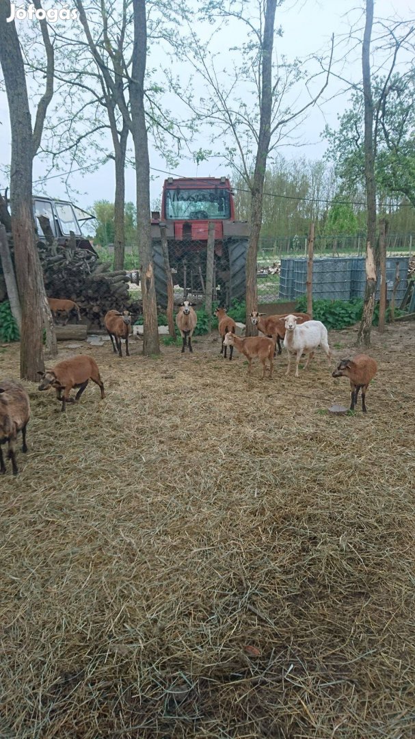 Kameruni bárányok eladók