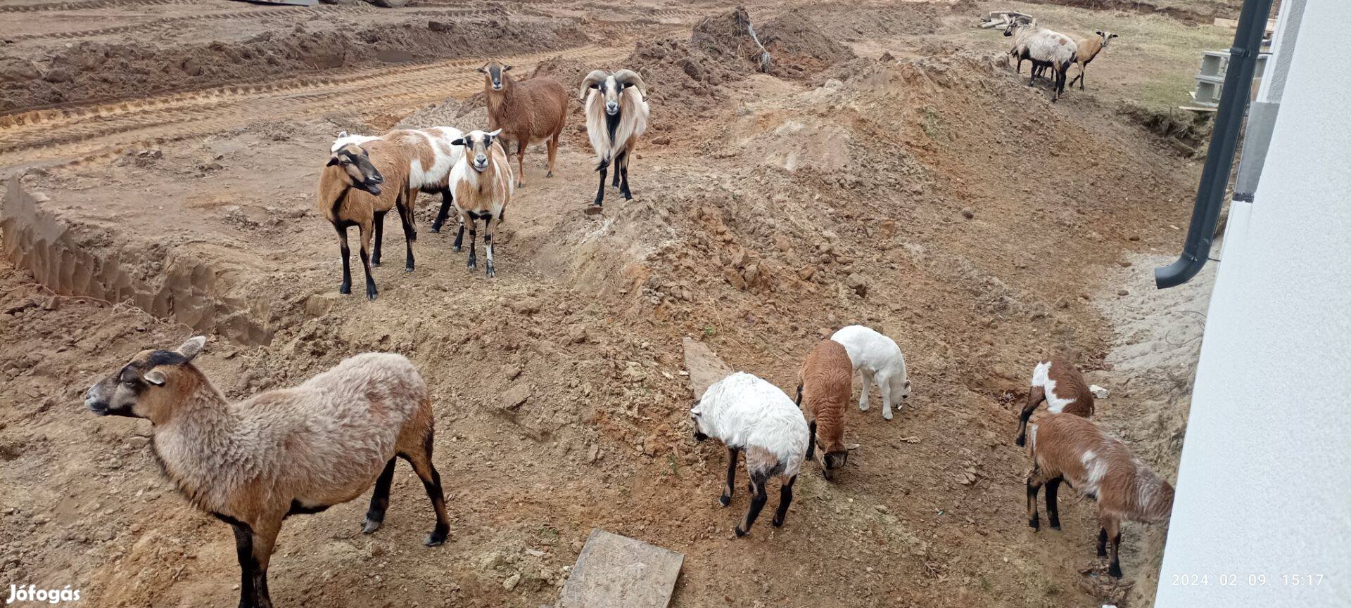 Kameruni bárányok eladók