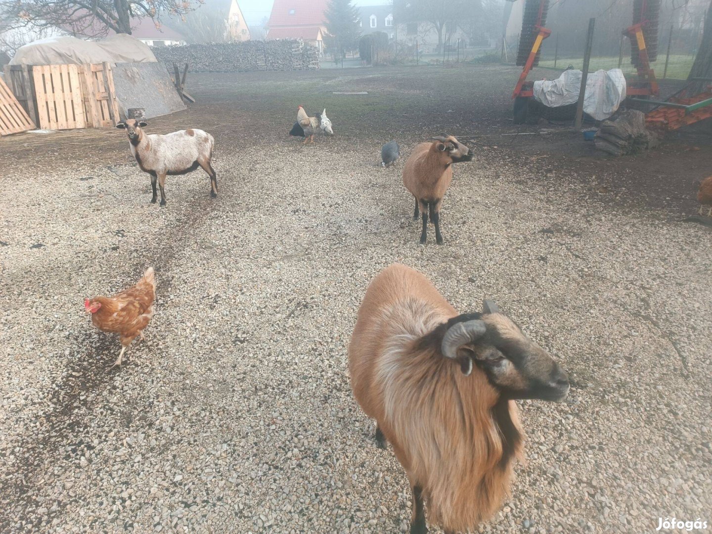 Kameruni birba család