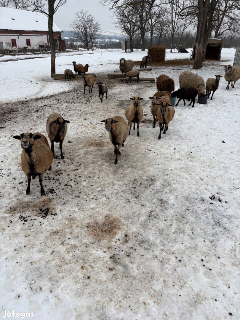 Kameruni birka eladó
