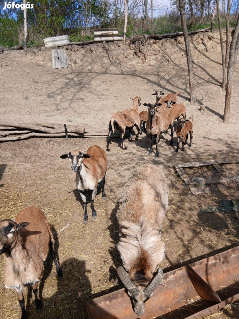 Kameruni birkák és barányok cserélhetök borjura