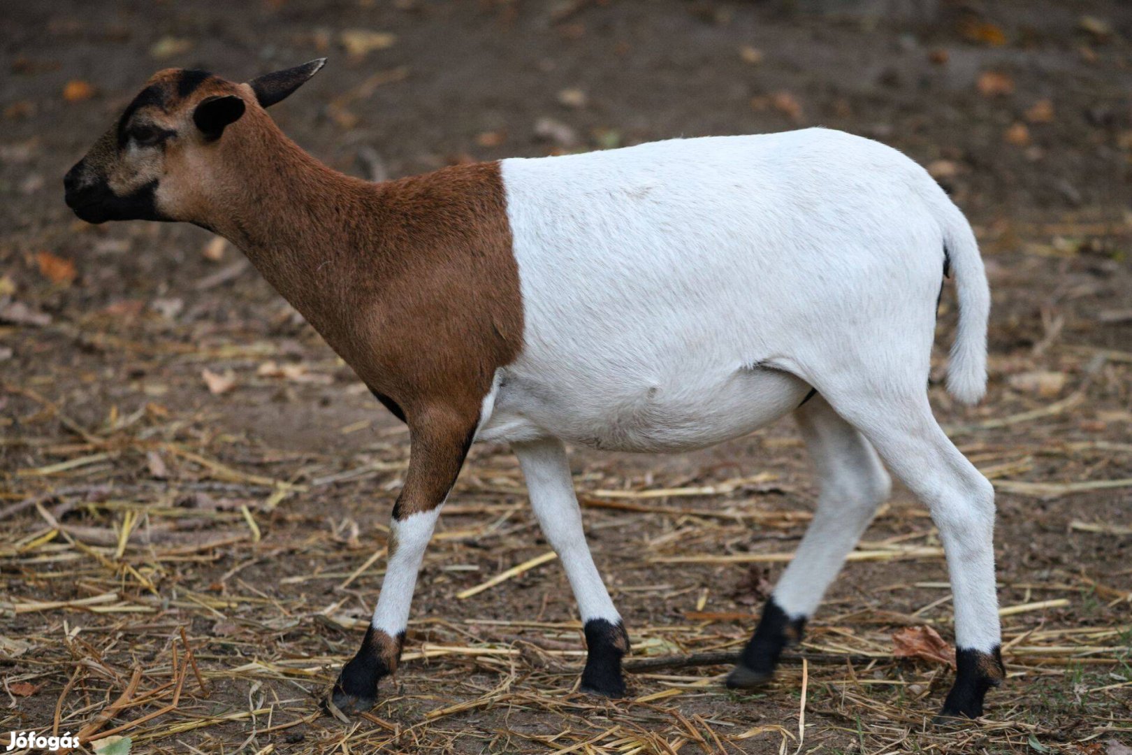 Kameruni juh anya jerke