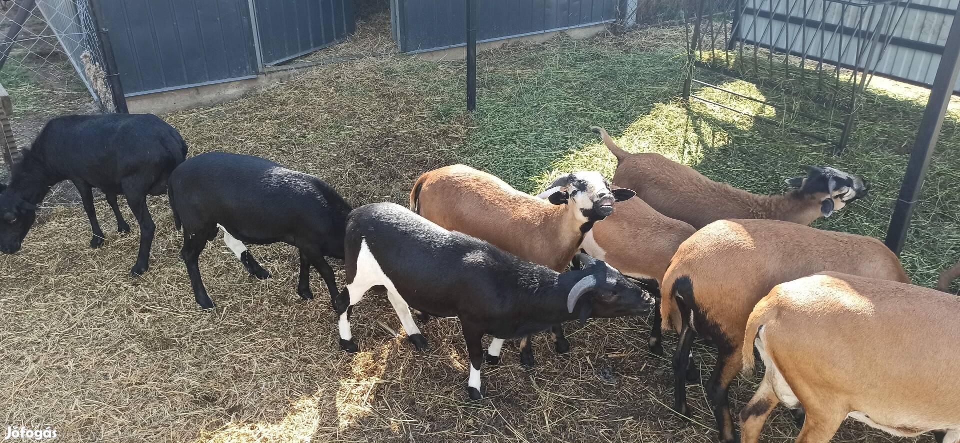 Kameruni kos bárány eladó Vácon