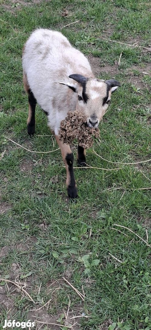 Kameruni kos bárány eladó