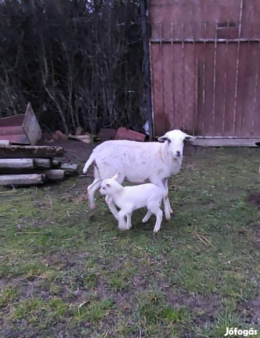 Kameruni kos bárány eladó!