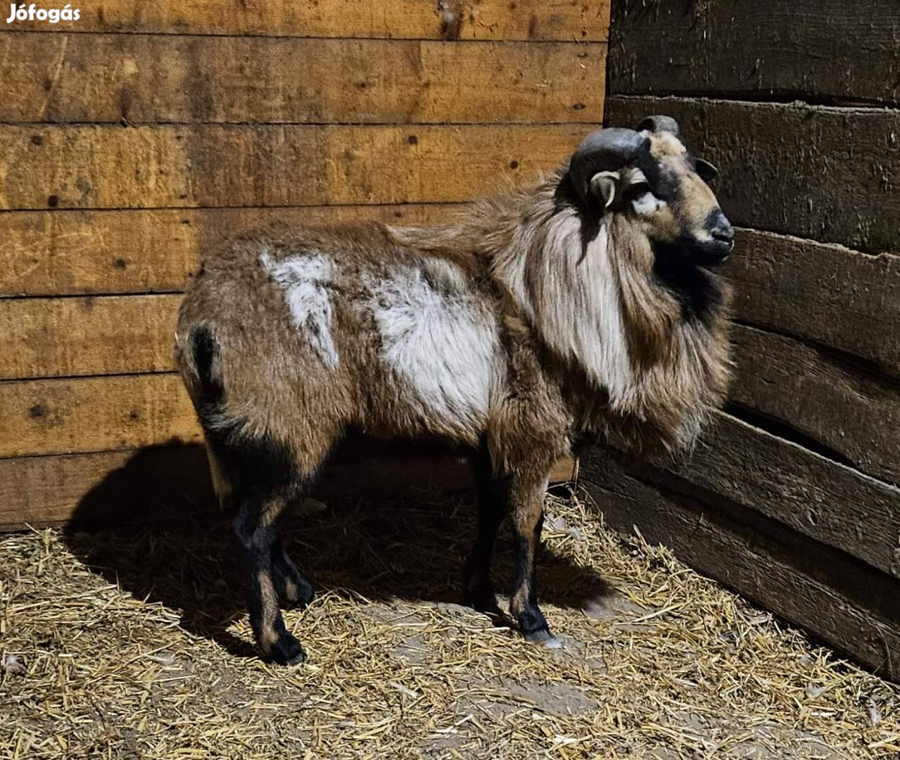 Kameruni kos birka eladó