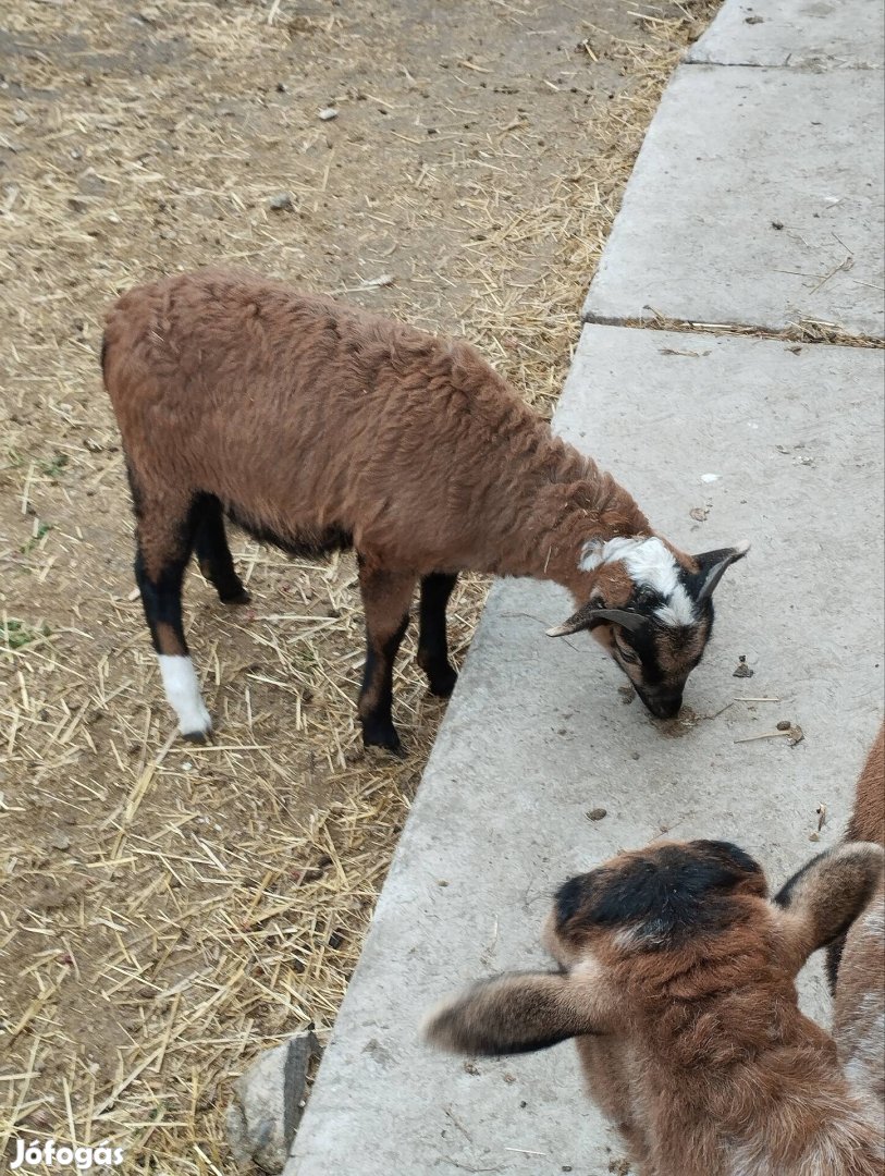 Kameruni kosok eladók