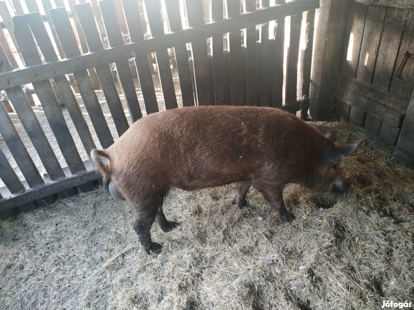 Kan Mangalica X Durock 