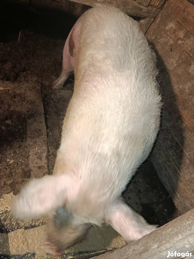 Kan disznó eladó