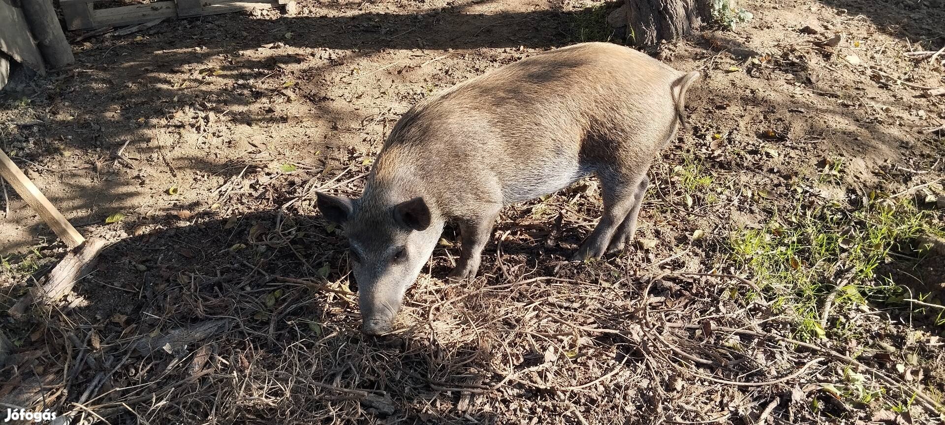 Kan sertés vietnami-mangalica 