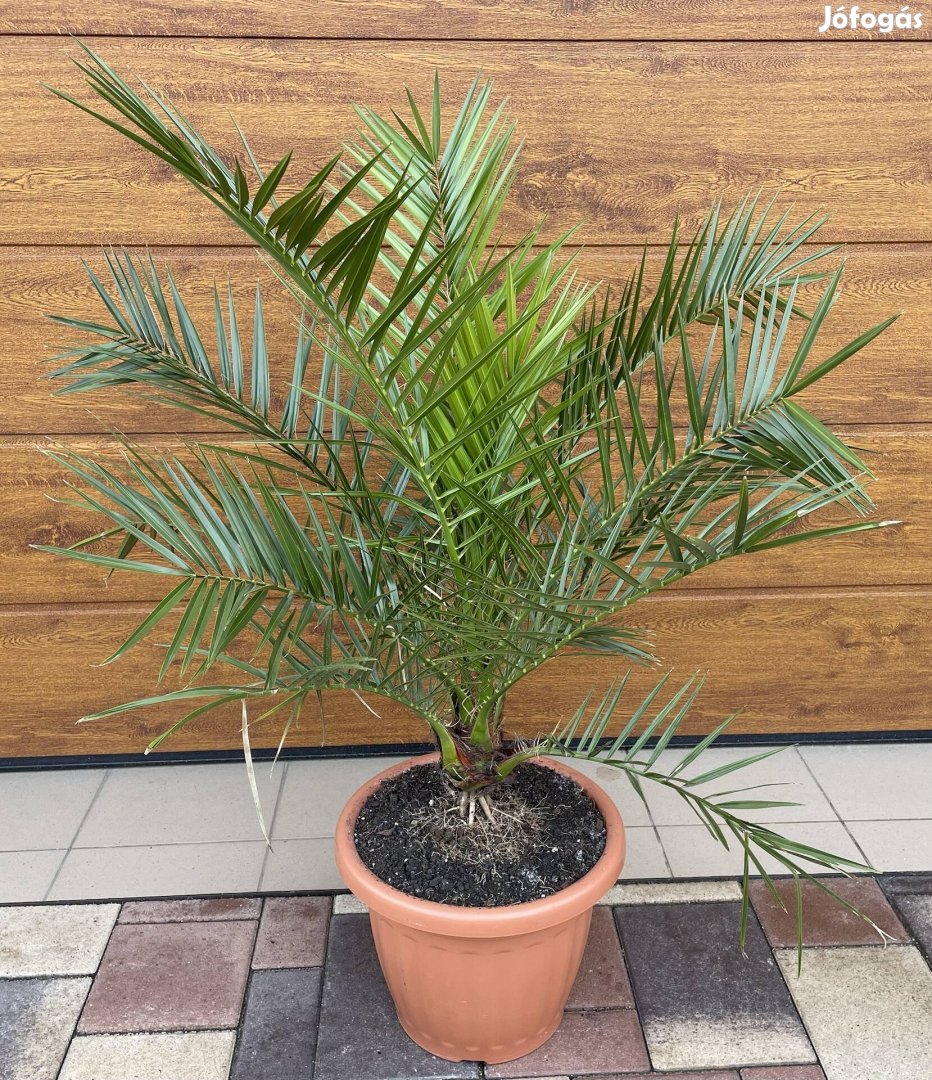 Kanári datolyapálma - Phoenix Canariensis (pálma)