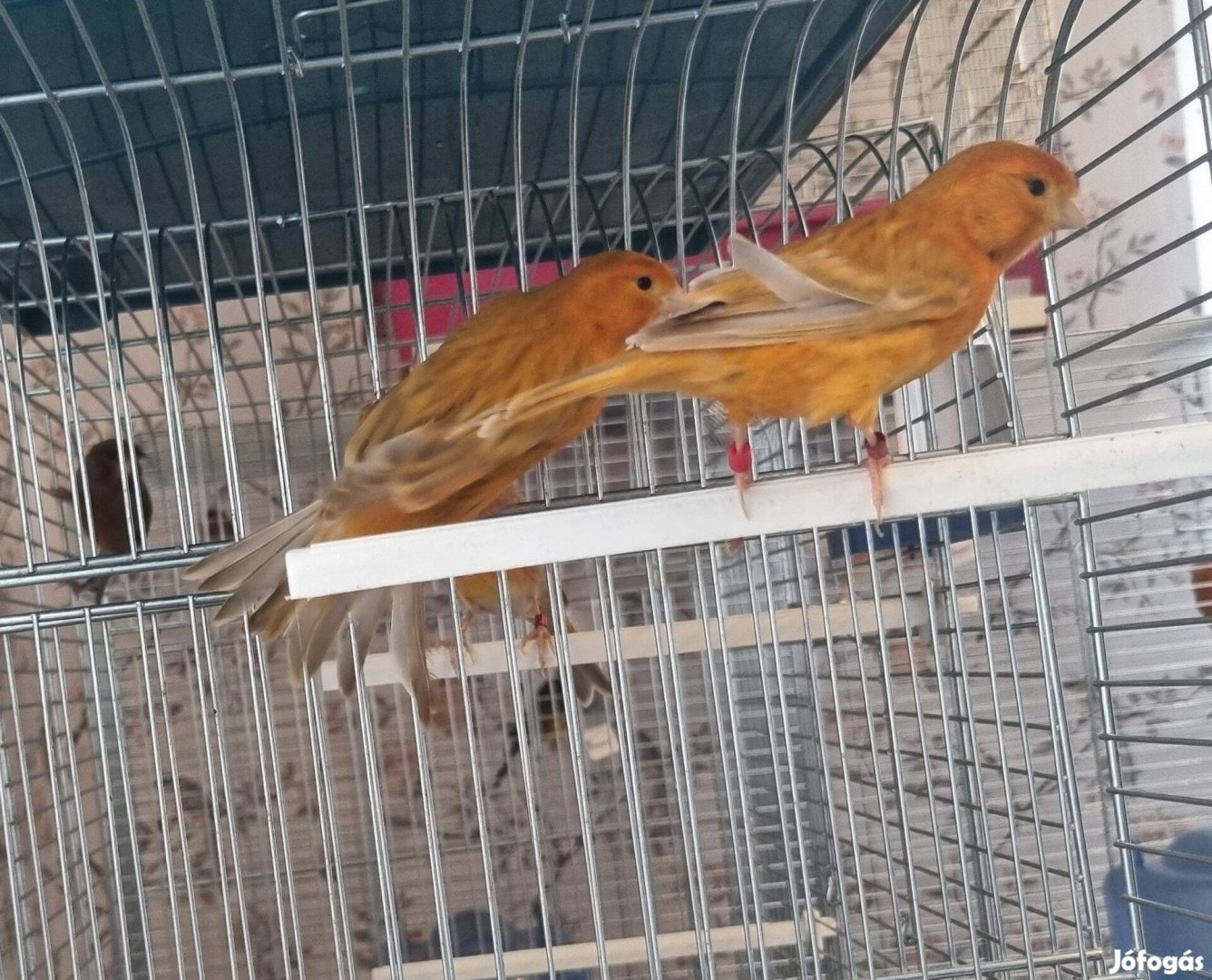 Kanárik párban eladók