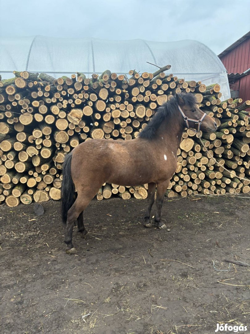 Kanca póni eladó