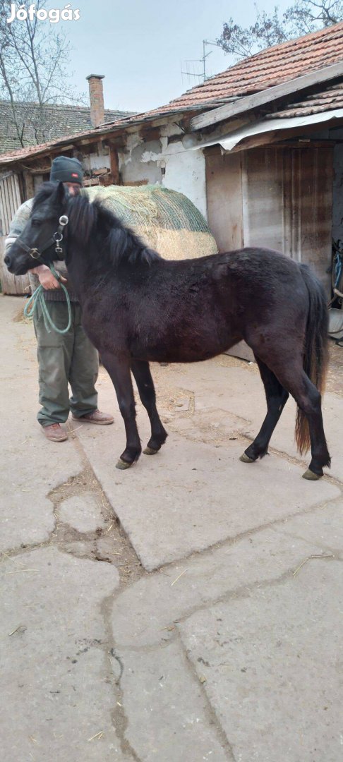 Kanca csikó eladó