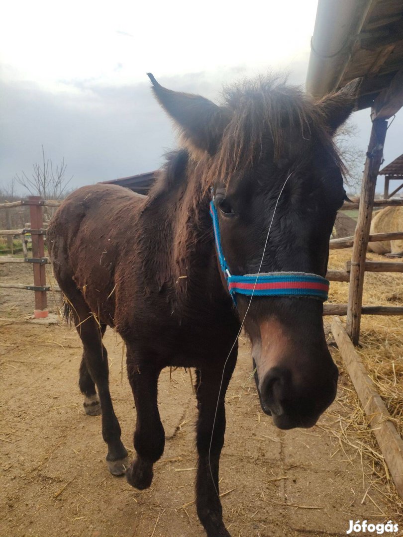 Kanca csikó eladó Igar