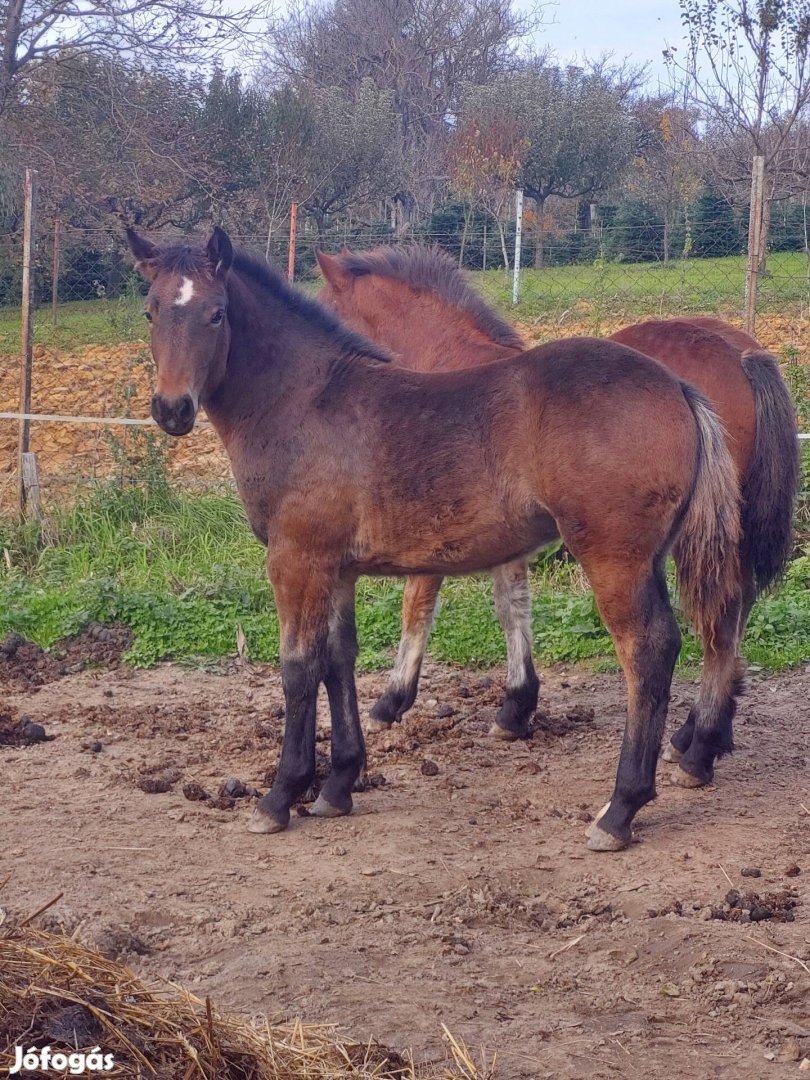 Kanca csikó eladó 