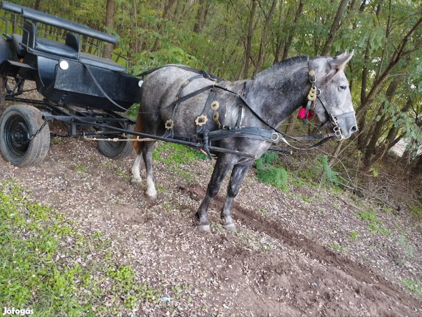 Kanca csikó eladó 