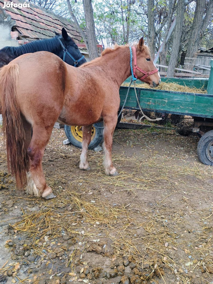 Kanca csikó eladó cserélhető