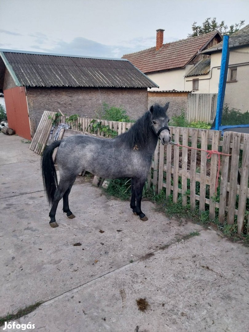 Kanca csikó költözne 