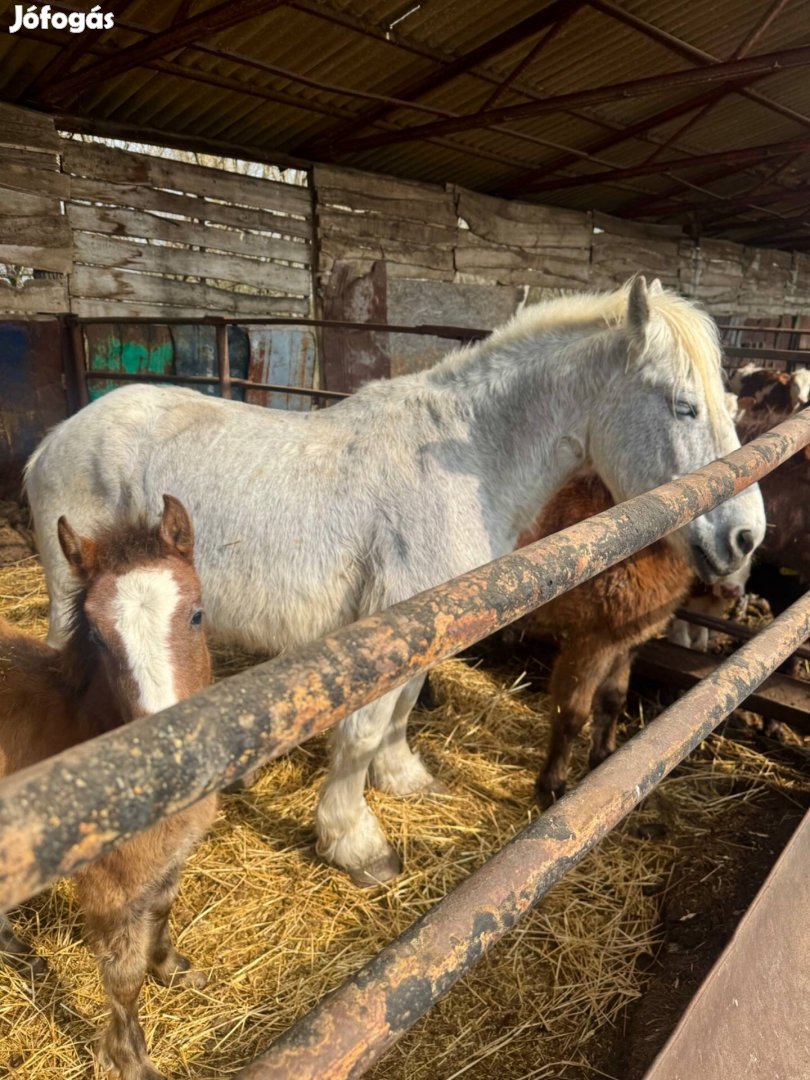Kanca két csikójával!