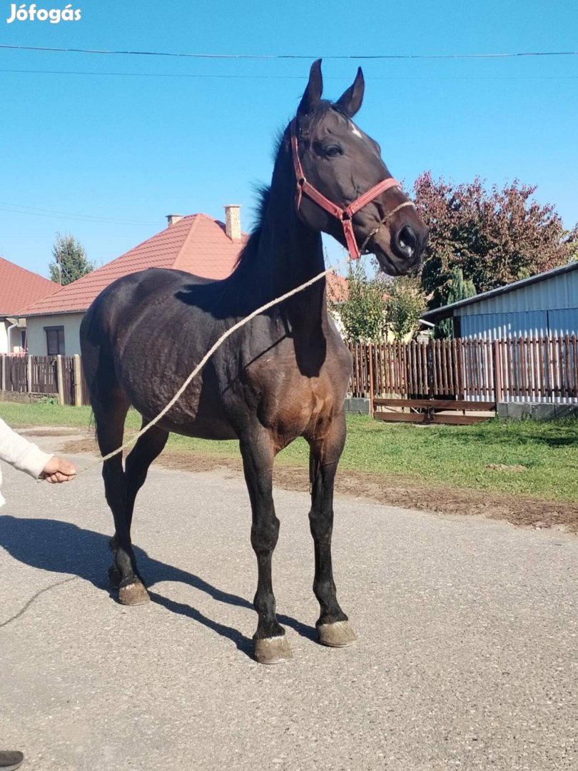 Kanca ló eladó vagy cserélhető 