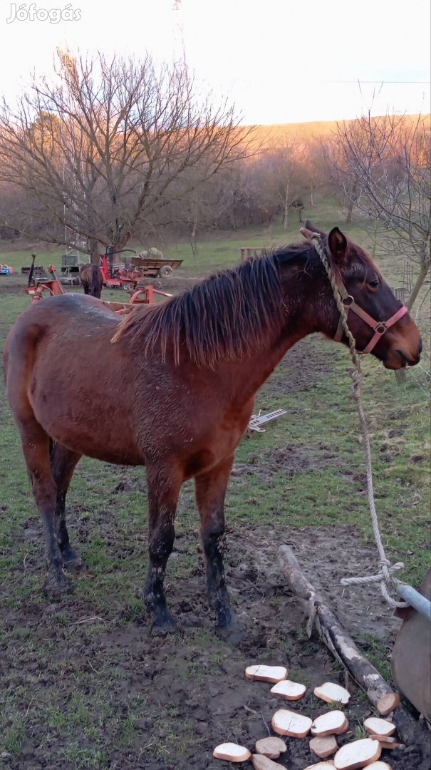 Kanca ló és csikó