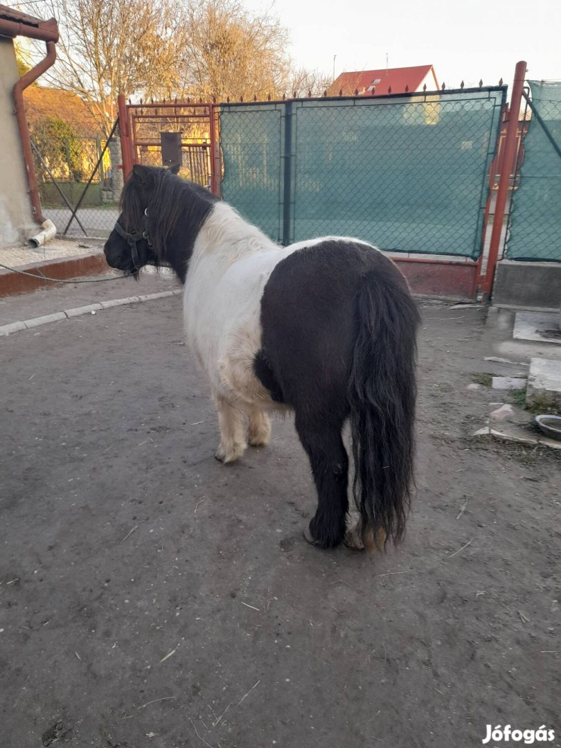 Kanca póni eladó10 hónapos hasas .