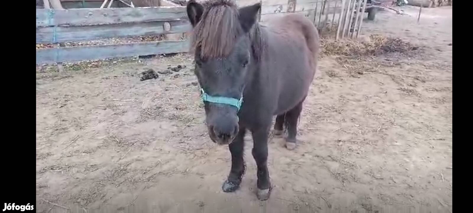 Kanca póni eladó