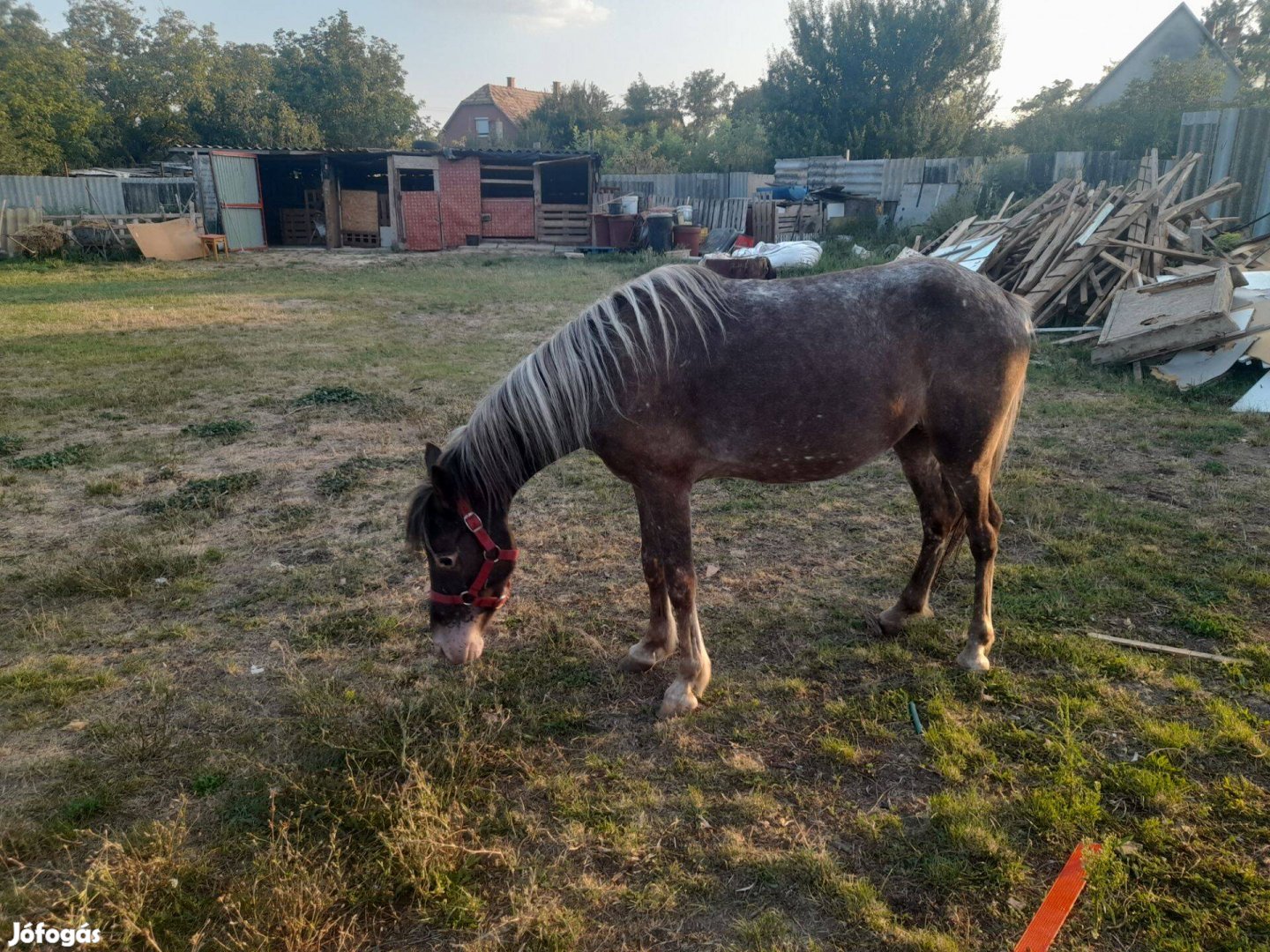 Kanca poni elado