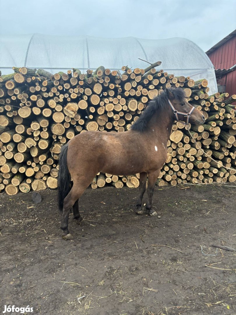 Kanca póni eladó