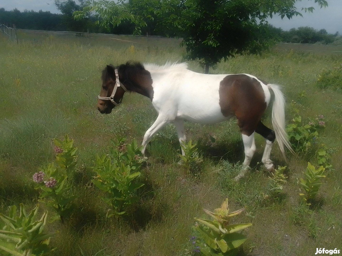 Kanca póni eladó !