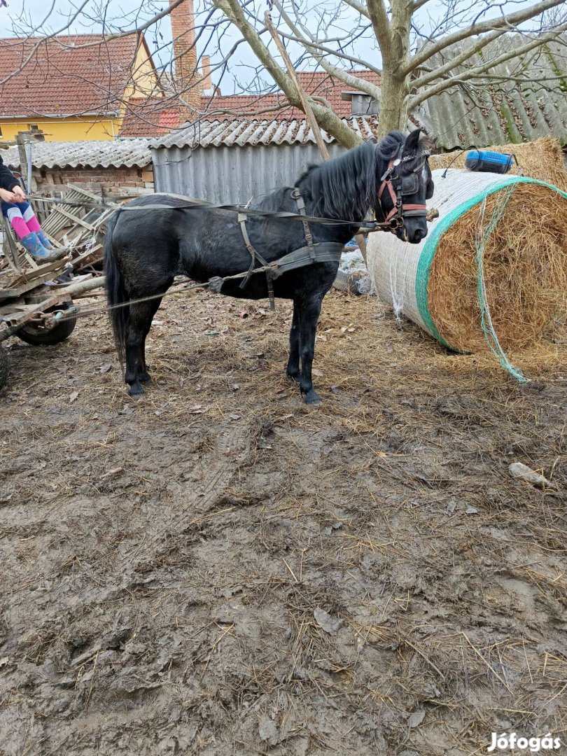 Kanca póni eladó cserélhető