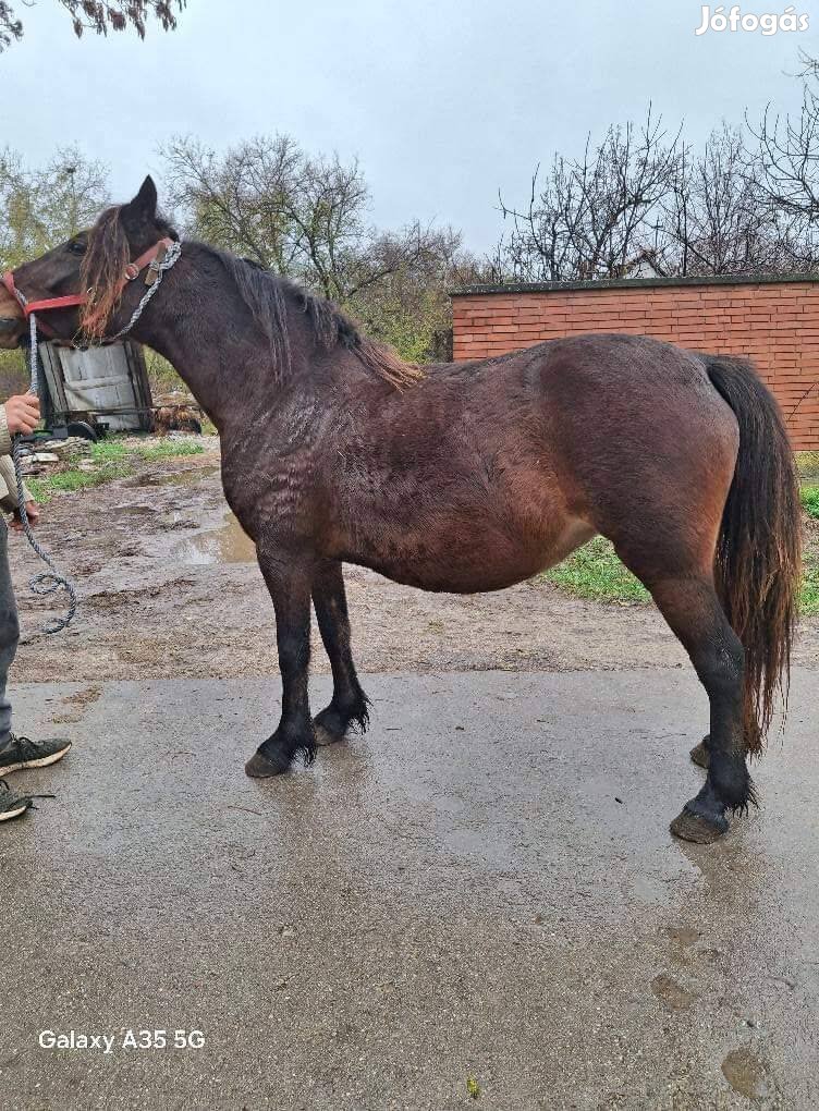 Kanca póni eladó cserélhető